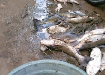 Ribuan Ikan Sungai Brantas Mati Massal